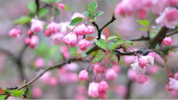 雨洗海棠，又是清明時(shí)節(jié)